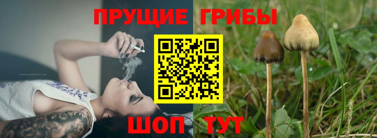 Псилоцибиновые грибы мицелий  Вход с VPN  Щёлково  Галлюциногенные грибы Cubensis 